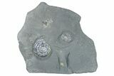 Three Iridescent Ammonites (Psiloceras) - England #280330-1